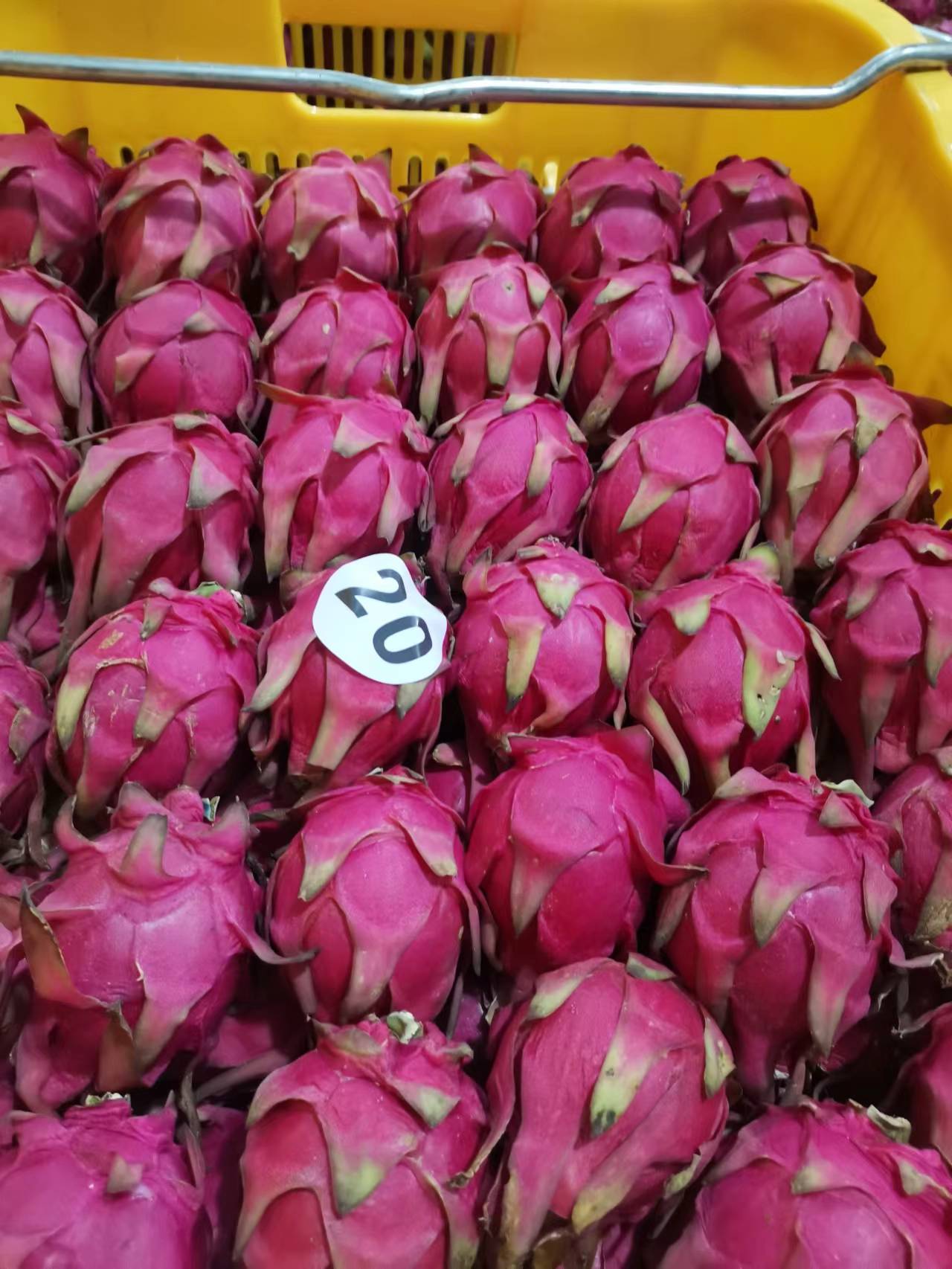 廣西火龍果基地直發(fā)、廣西火龍果大量供應(yīng)、廣西火龍果新鮮采摘批發(fā)價(jià)格【博白縣三灘鎮(zhèn)有利農(nóng)副產(chǎn)品經(jīng)營部】