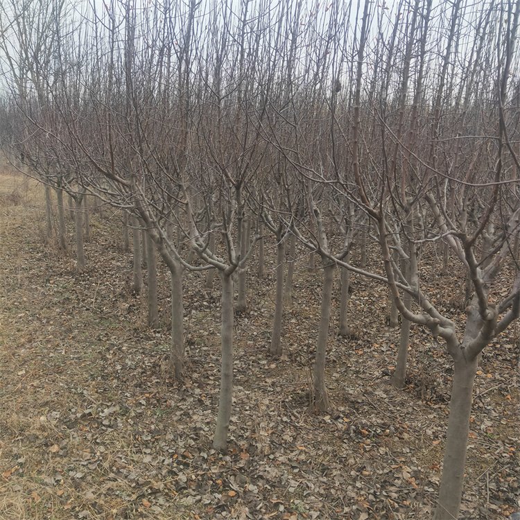 供應絢麗海棠3-12公分量大 規(guī)格齊全 綠化工程樹