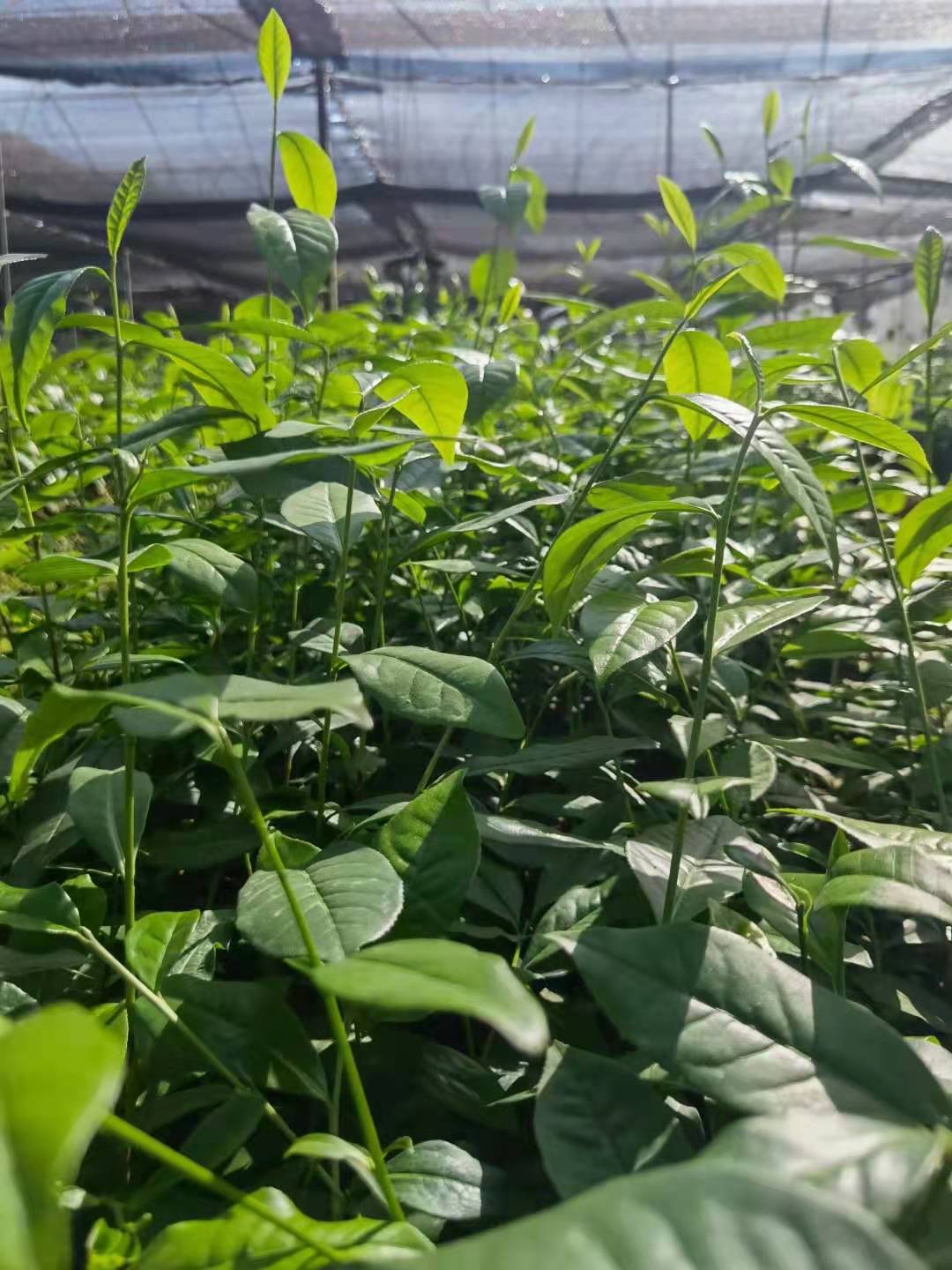 梧州油茶樹(shù)苗批發(fā)電話_種植基地_一棵多少錢(qián)_大量供應(yīng)【雅安市名山區(qū)超眾苗木種植農(nóng)民合作社】