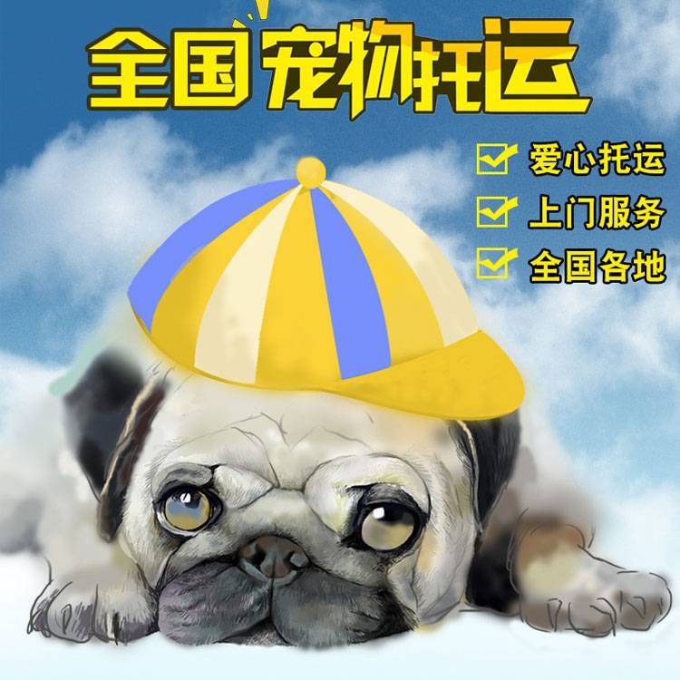 烏魯木齊至新鄉(xiāng)寵物貓狗陸運(yùn)物流 零擔(dān)貨物運(yùn)輸    寵物托運(yùn)全國(guó) 烏魯木齊到新鄉(xiāng)寵物托運(yùn)