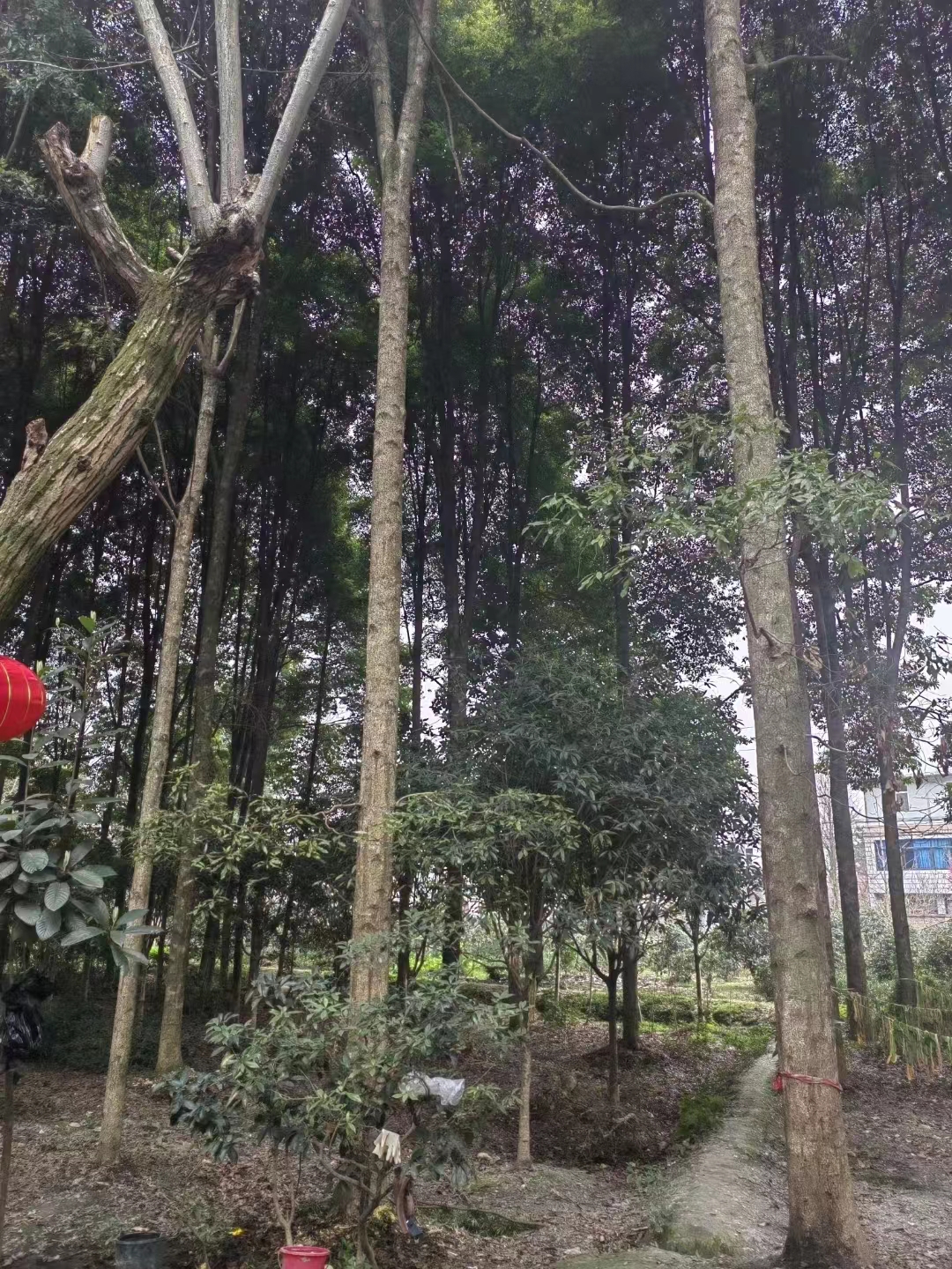 【推薦】成都30公分金絲楠木 成都30公分金絲楠木批發(fā) 成都30公分金供貨商【成都金絲楠木基地】