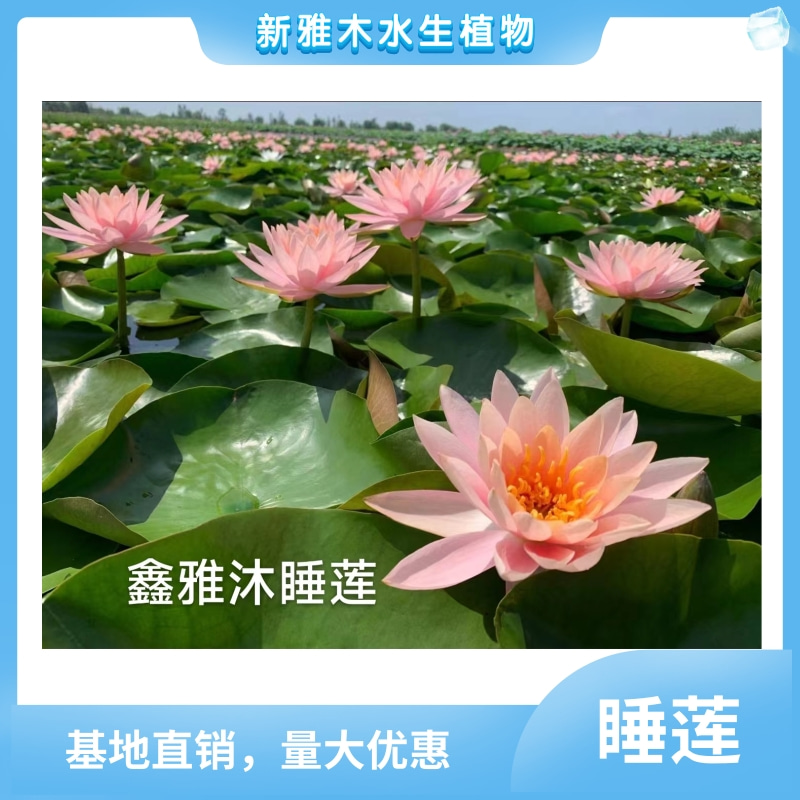 供應(yīng)太原睡蓮苗銷售，荷花種苗價(jià)格，蘆葦種苗供應(yīng)，批發(fā)香蒲種苗