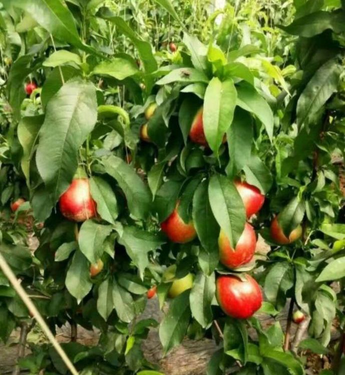 三月桃苗 三月桃苗批發(fā) 三月桃苗供應(yīng)商 三月桃苗批發(fā)價 三月桃苗 三月桃苗基地 福建三月桃苗四月李苗哪家好 三月