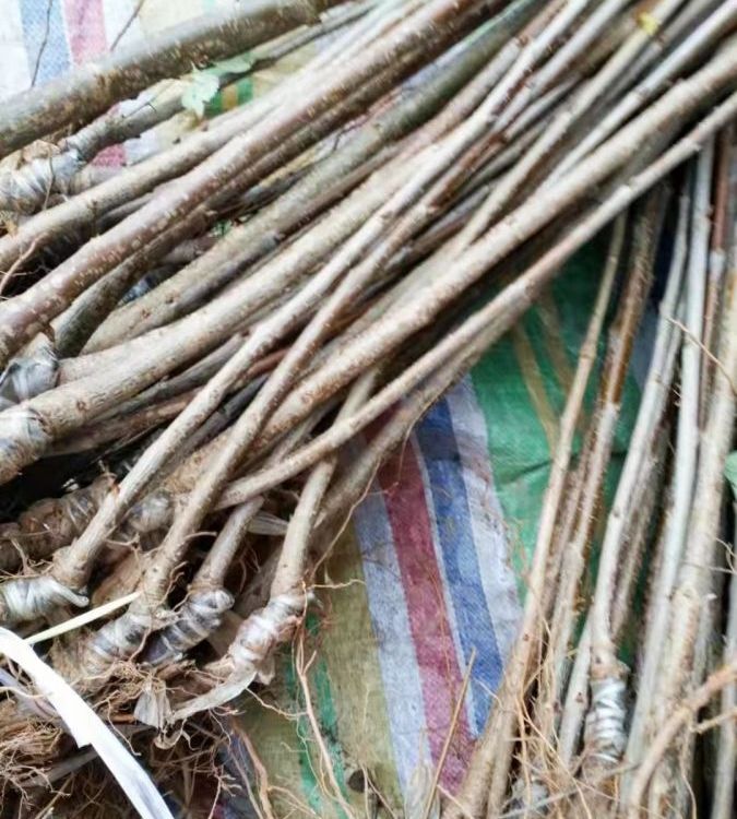 大櫻桃樹苗 車?yán)遄用缢麡涿?櫻桃苗 南方北方盆栽地栽種植