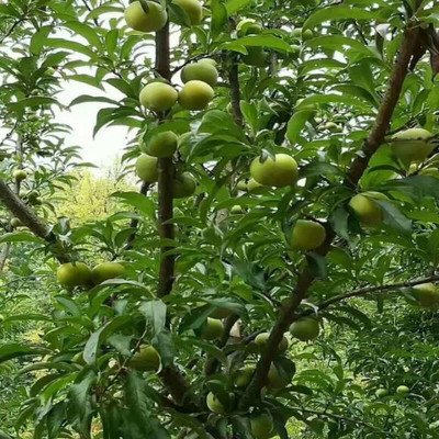 四月李苗批發(fā) 四月李苗供應(yīng)商 四月李苗批發(fā)價 四月李苗 四月李苗基地 福建四月李苗 四月李苗哪家好