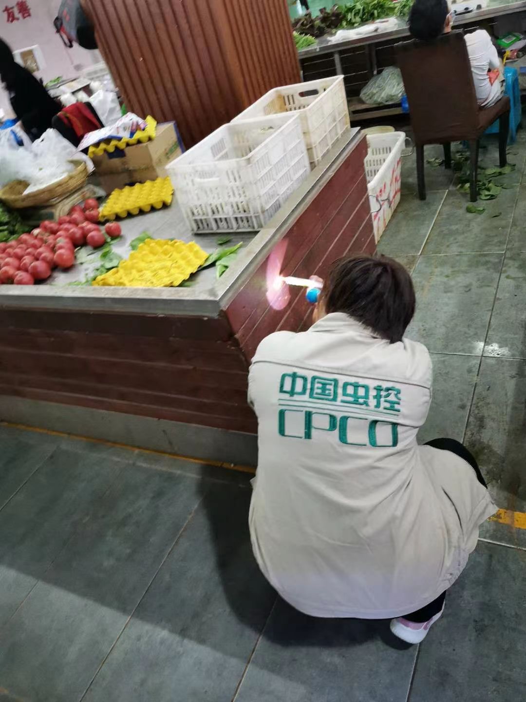 昆明官渡區(qū)滅蟑螂殺蟲-昆明滅鼠公司-殺蟲滅鼠服務公司電話-哪里好
