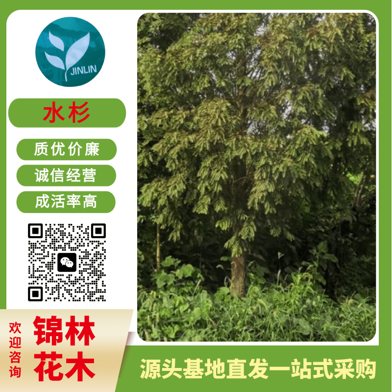 鹽城15公分水杉，3米/12公分水杉樹(shù)小苗，水杉基地