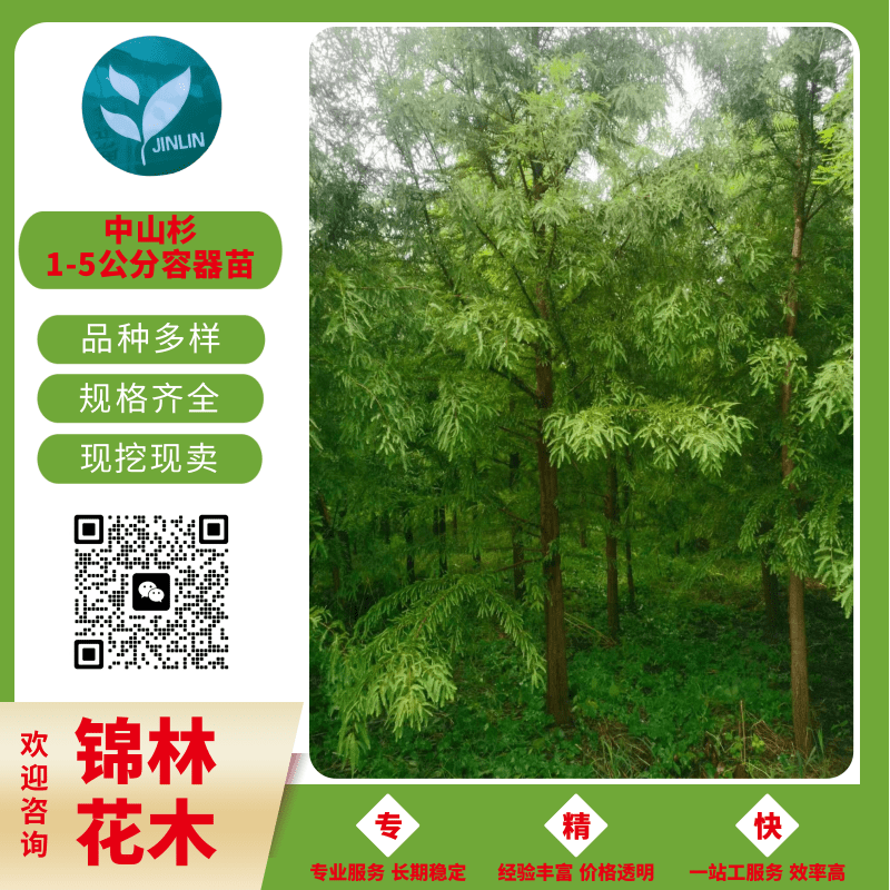 江蘇中山杉容器育苗批發(fā)、報(bào)價(jià)、哪里有中山杉容器育苗賣【錦林花木】