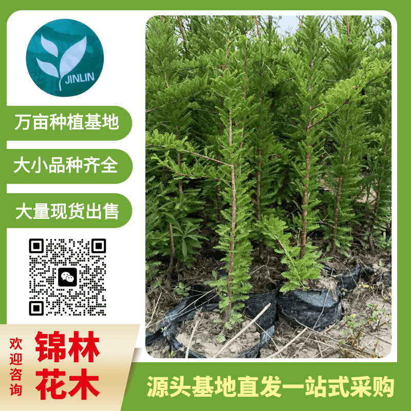 江蘇大葉女貞批發(fā)，24大葉女貞容器苗，叢生樸樹大葉女貞，8-12公分大葉女貞