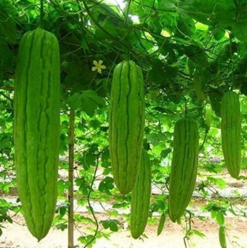 生鮮蔬菜配送工廠企業(yè)事業(yè)單位學(xué)校*職工食堂