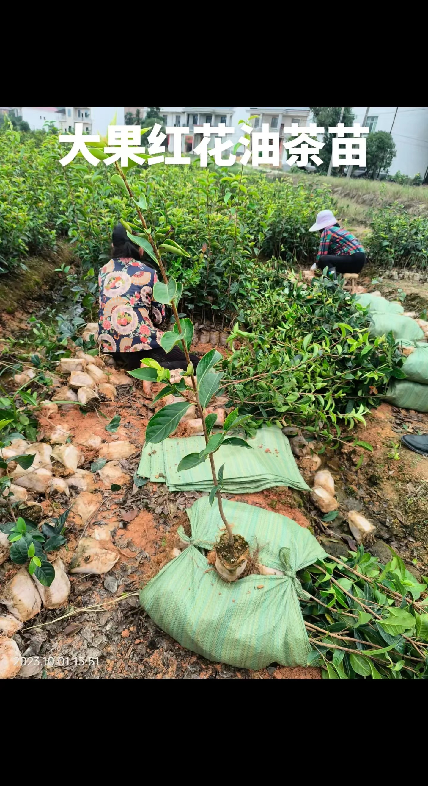 紅花油茶苗供應(yīng)價(jià)格、種植基地、批發(fā)、報(bào)價(jià)【攸縣丫江橋鎮(zhèn)新飛苗木經(jīng)營部】