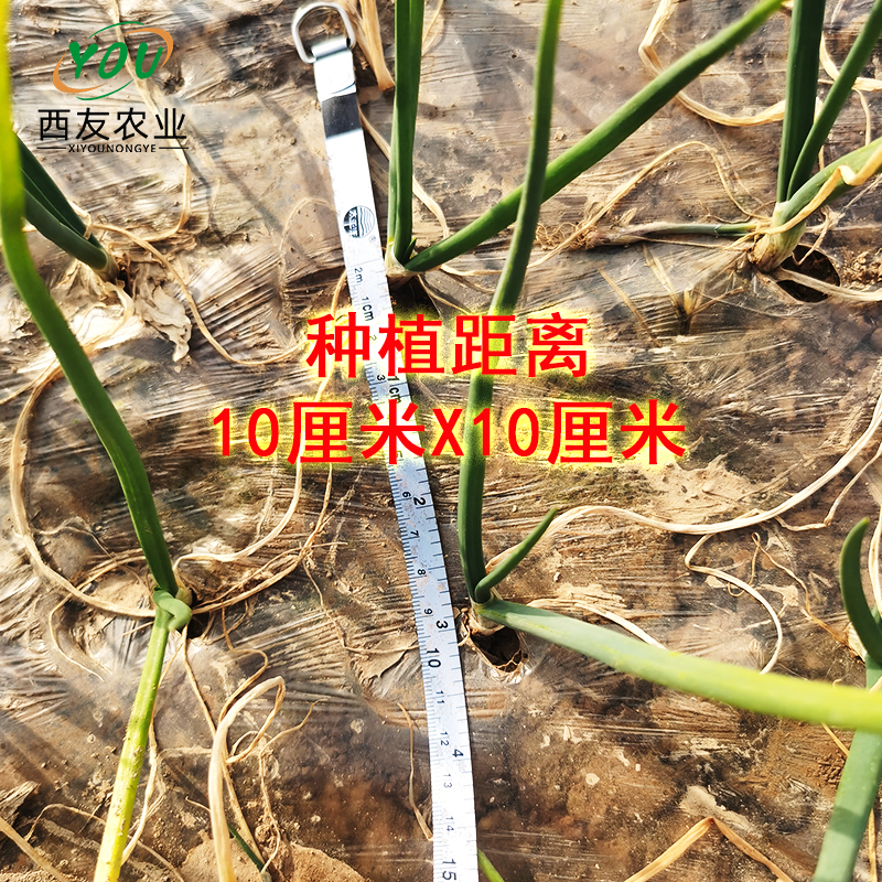 洋蔥種苗出售 二紅洋蔥苗批發(fā) 紅皮洋蔥種苗 河西二紅半高樁洋蔥苗子 現(xiàn)挖現(xiàn)發(fā)