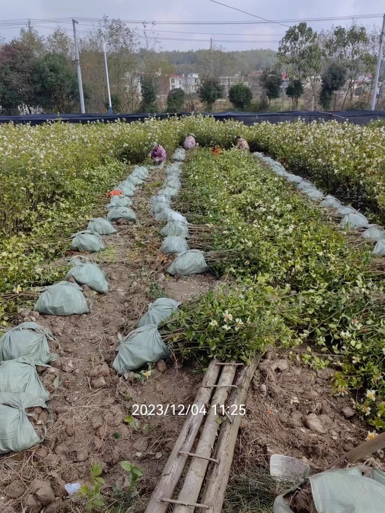 楠木小杯苗種植基地、苗圃、價格、那家好【攸縣丫江橋鎮(zhèn)新飛苗木經(jīng)營部】