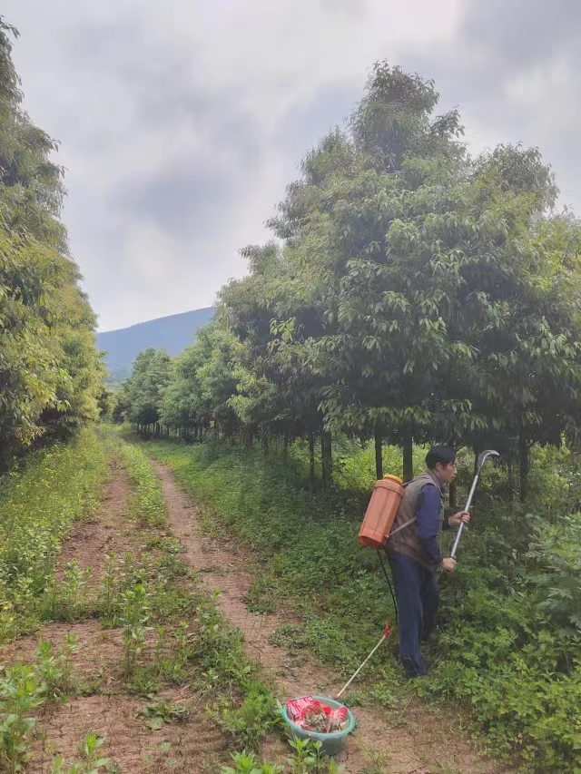 金絲楠木小苗 杯苗高度0.5-1米 地苗米徑1-30公分 耐寒 種植基地 金絲楠木苗 雅安金絲楠木苗 楠木樹苗