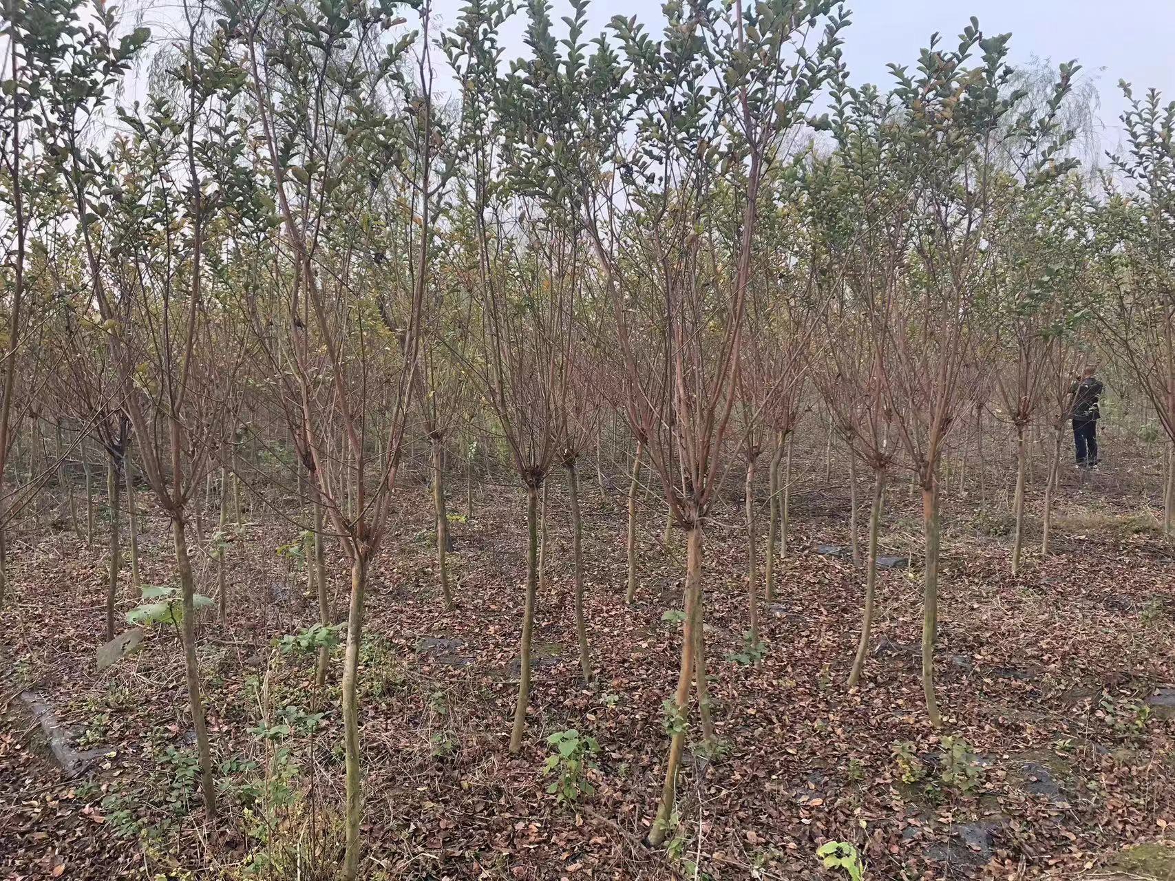 基地現(xiàn)貨供應(yīng)紫薇樹苗多少錢-紫薇樹哪有貨-提供紫薇種植技術(shù)