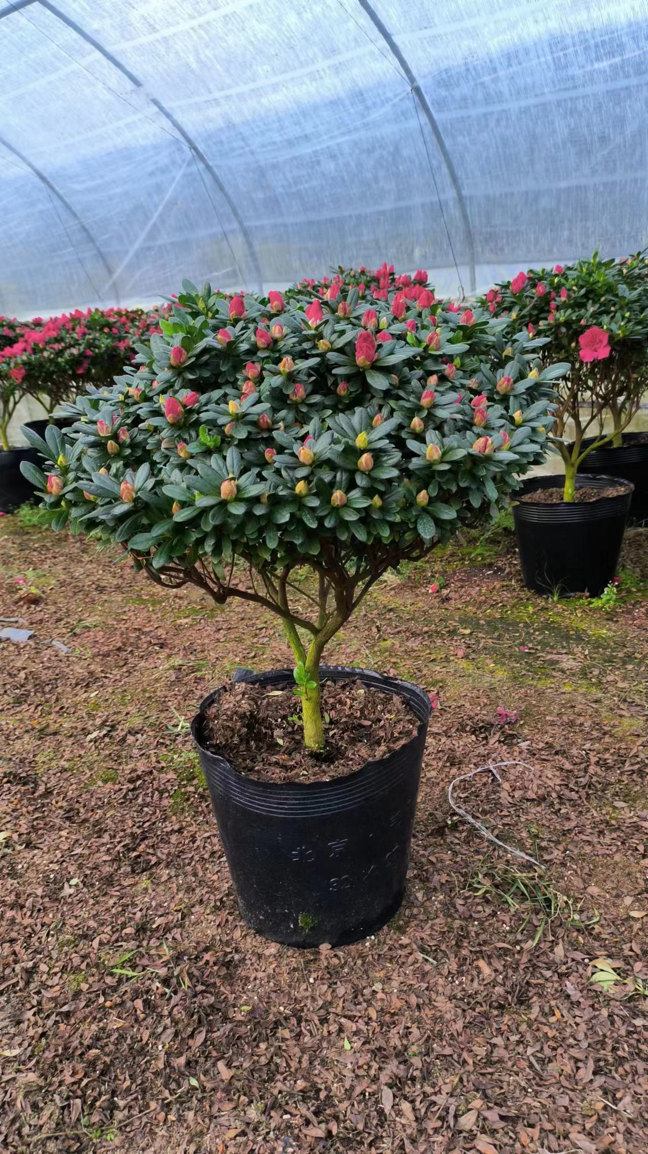 福建 大量批發(fā)*花苗廠商 盤裝*苗價(jià)格