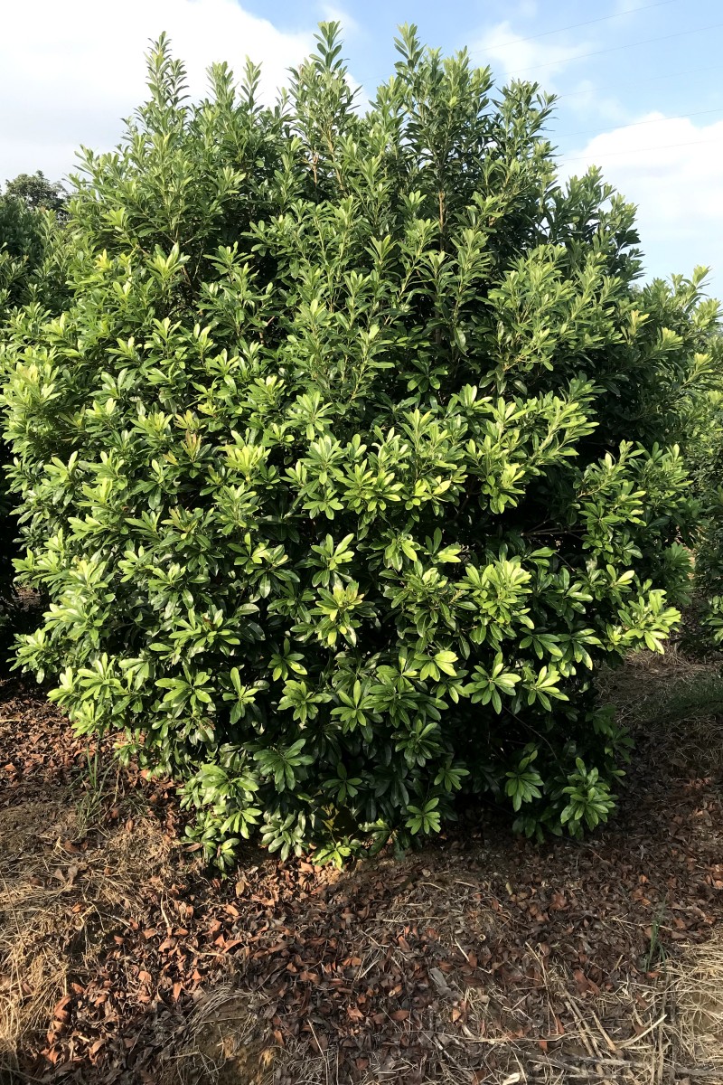 浙江 楊梅容器苗可購基地大量批發(fā)_出售_多少錢_哪里買