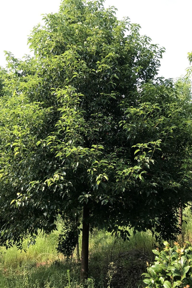 10-15公分香樟批發(fā)商 園林種植基地 現(xiàn)挖現(xiàn)發(fā) 成活率極高 哪家好