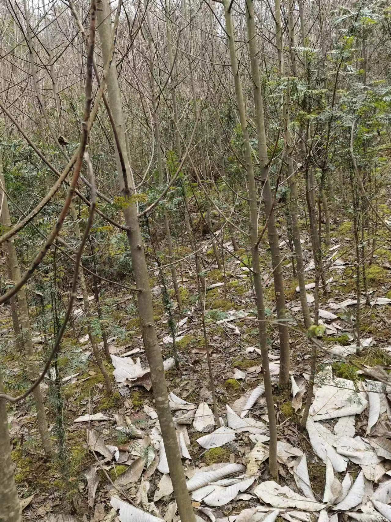 供應(yīng)鴿子樹苗基地批發(fā)價格多少錢、珙桐樹苗-鴿子樹圖片