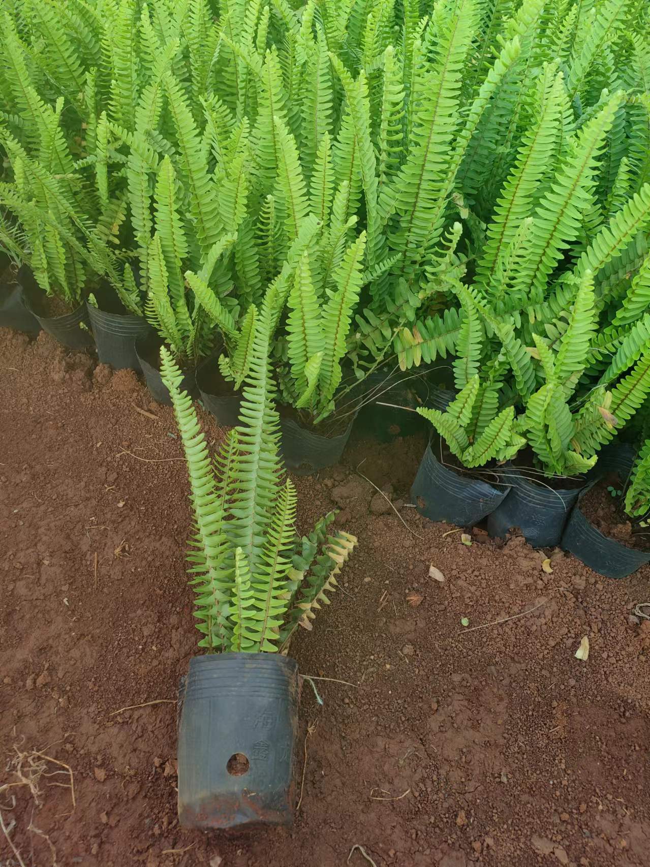 海南腎蕨種植基地-腎蕨批發(fā)-腎蕨多少錢(qián)-腎蕨哪家好-腎蕨苗圃