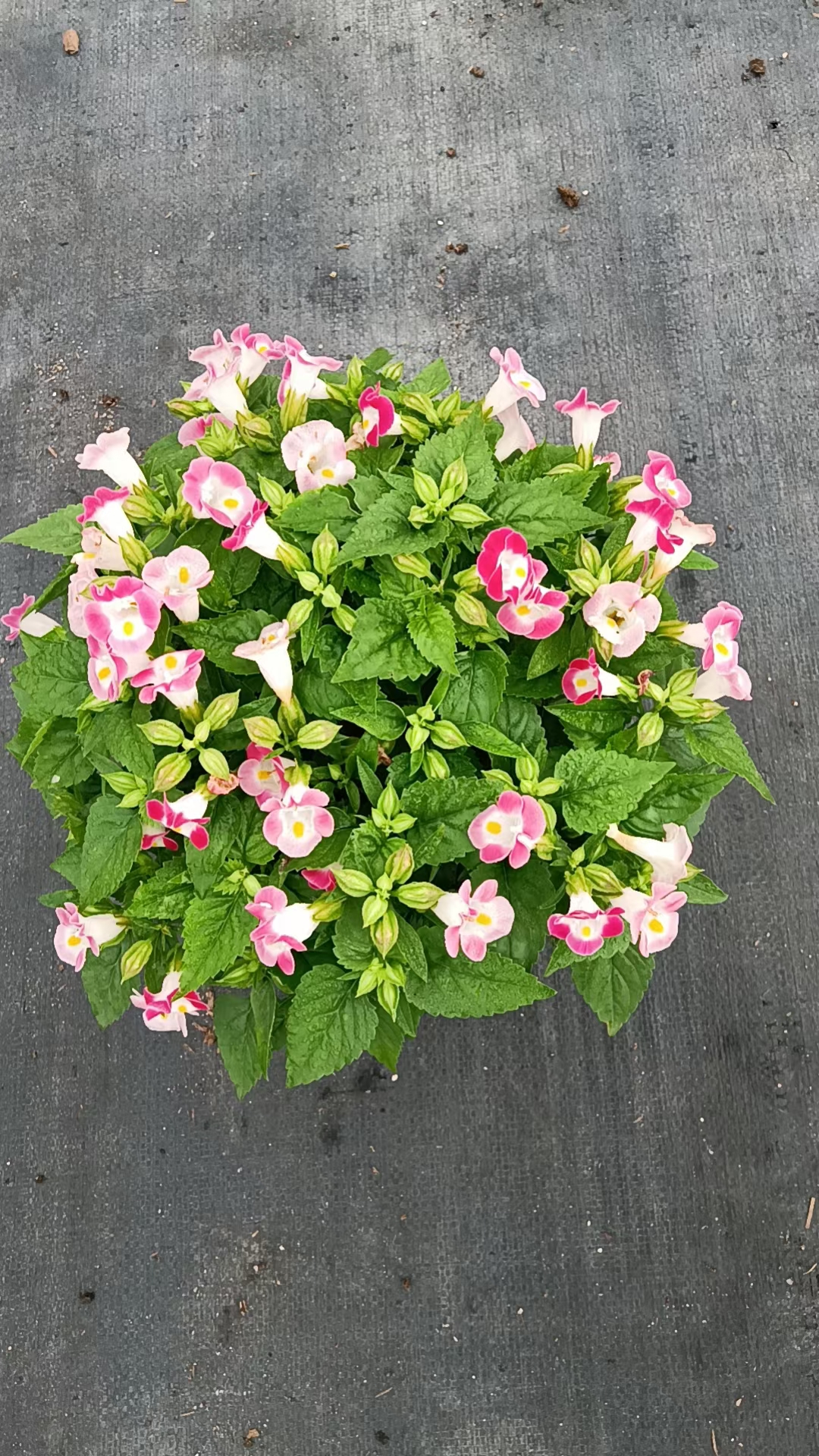 海南夏瑾批發(fā)-夏瑾種植-夏瑾基地-夏瑾多少錢-夏瑾哪家好