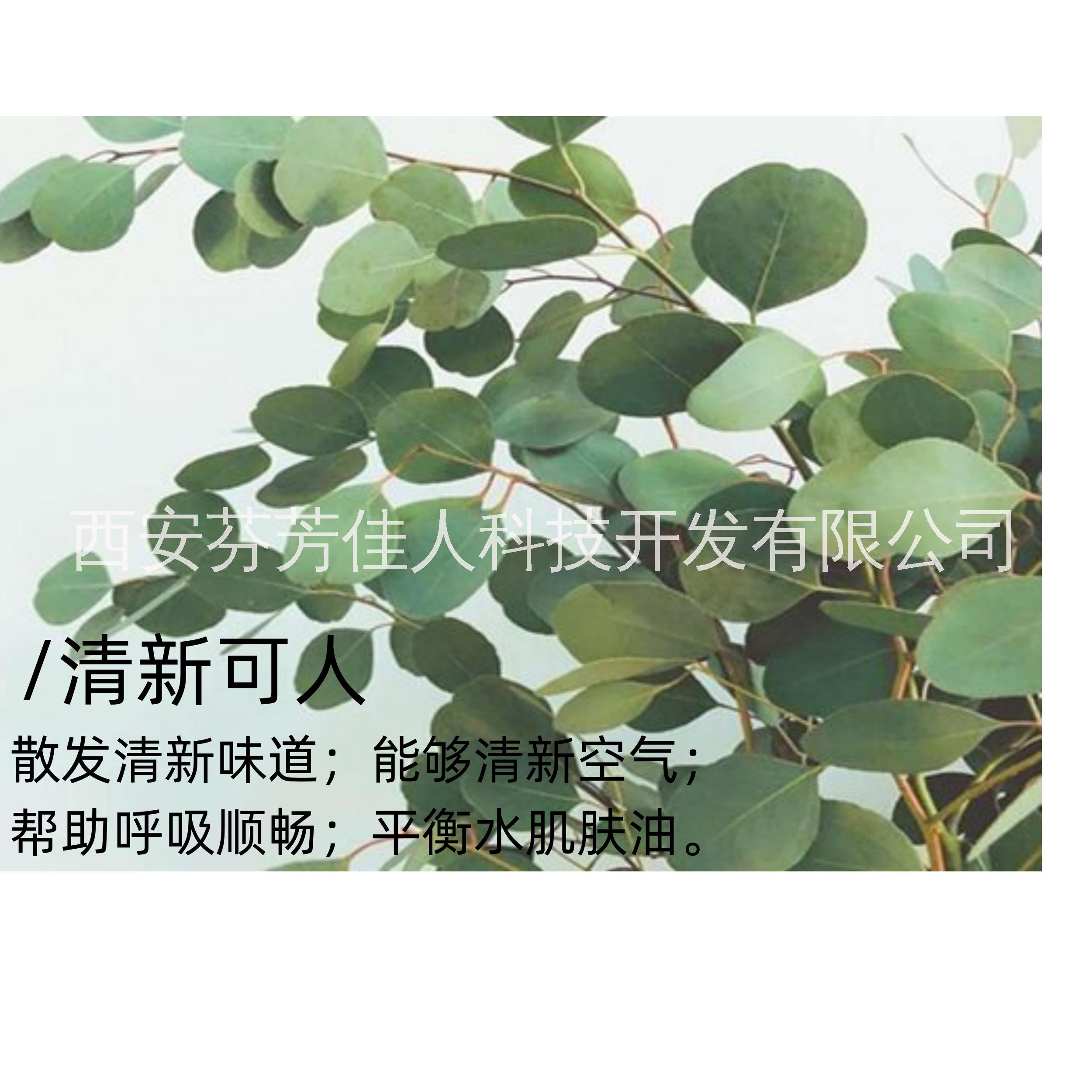 西安芬芳家人 尤加利精油 單方精油 原精桉樹桉葉精油按摩芳療